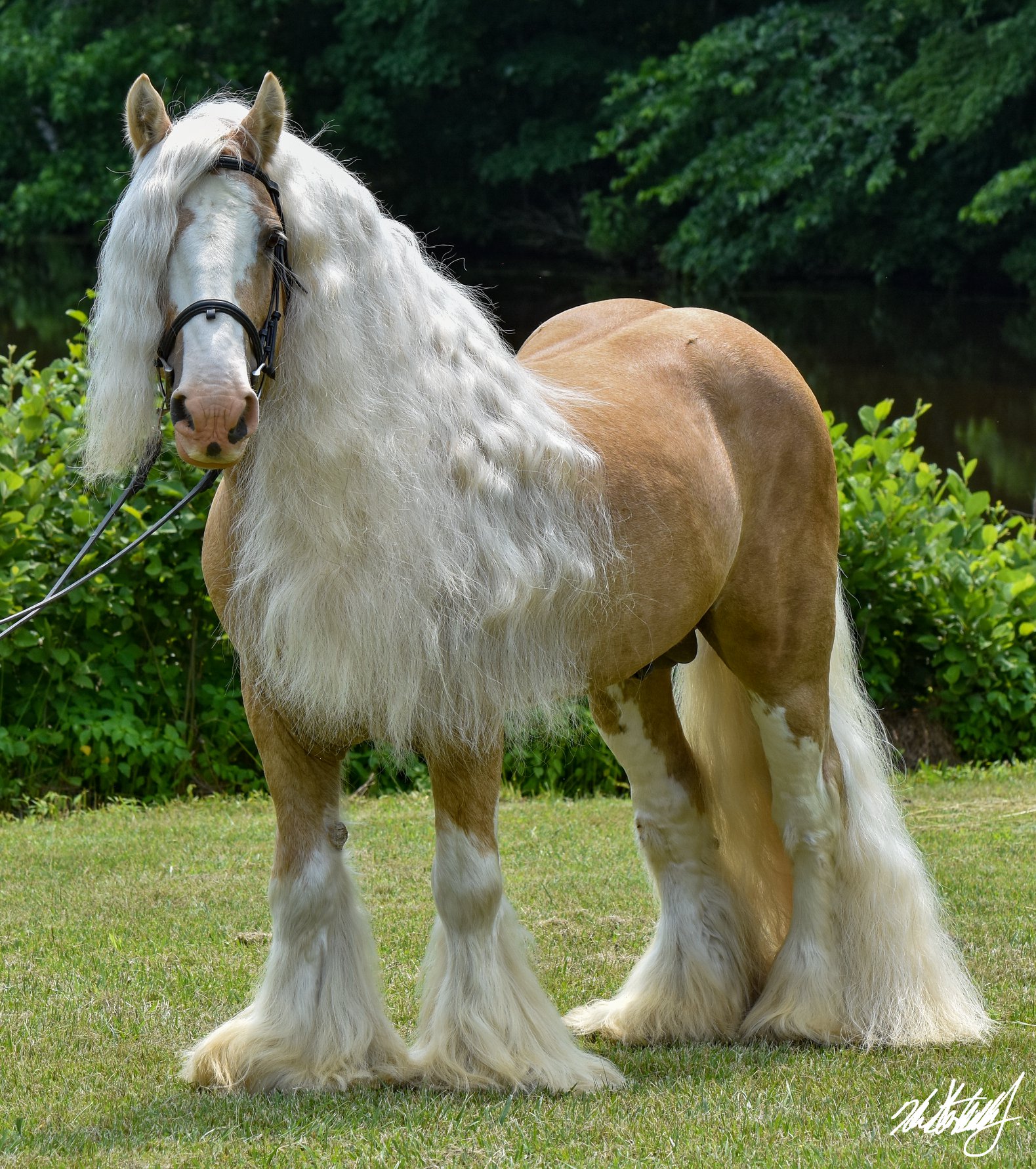 Romeo - Gypsy Stallion